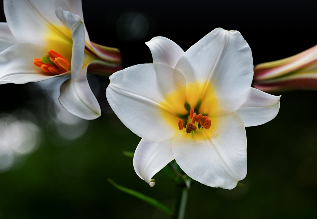 lily