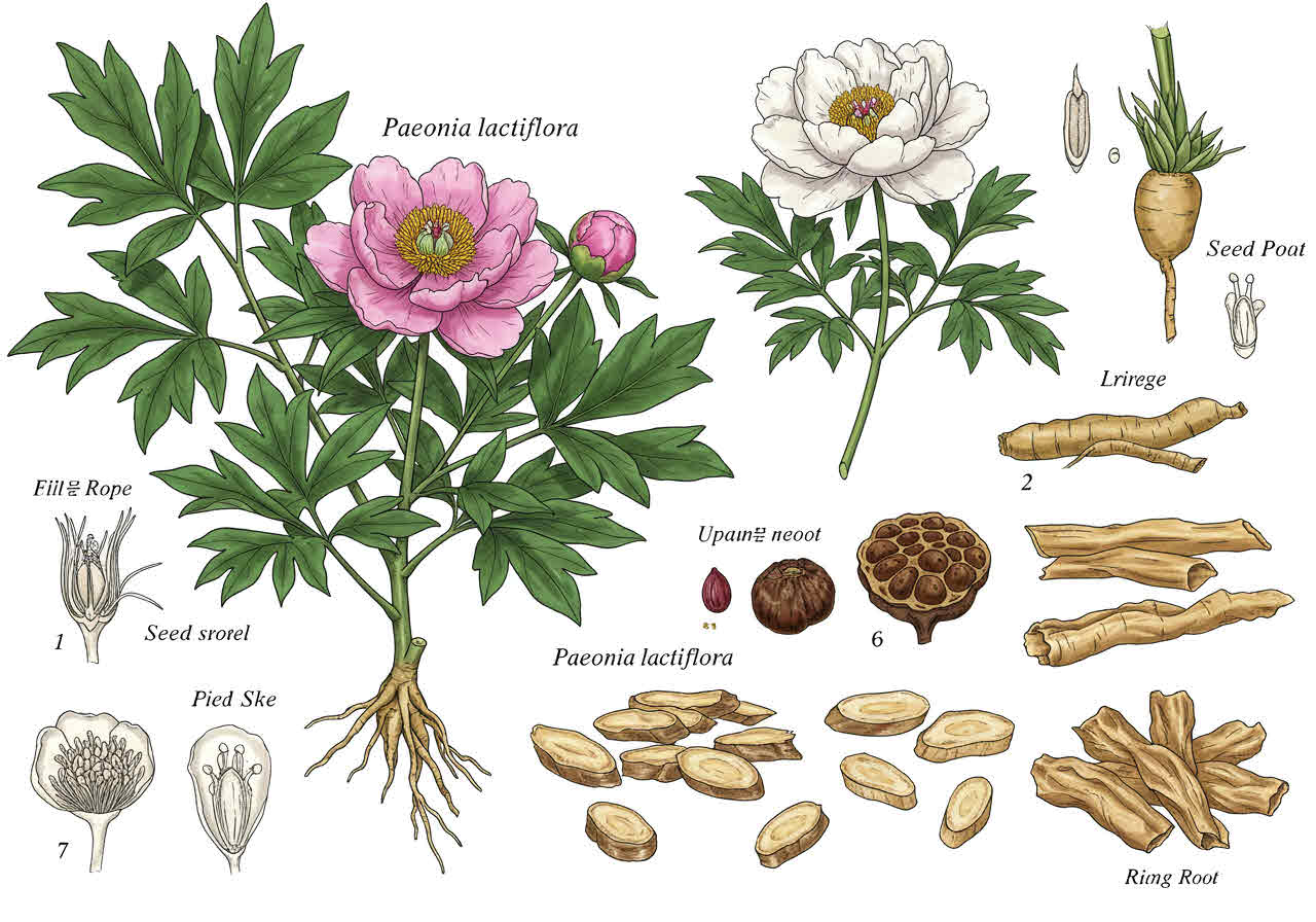 작약 효능과 복용법 근육을 부드럽게
