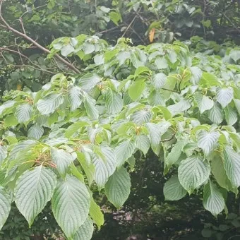 층층나무 수액 효능 꽃 열매 채취시기_20