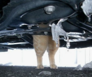 엔진룸 고양이 퇴치법