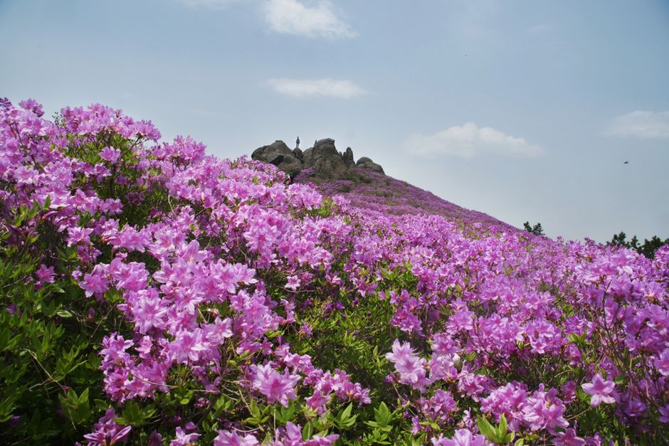 A scenic view of blooming azaleas covering a hillside under a clear blue sky on a sunny day.