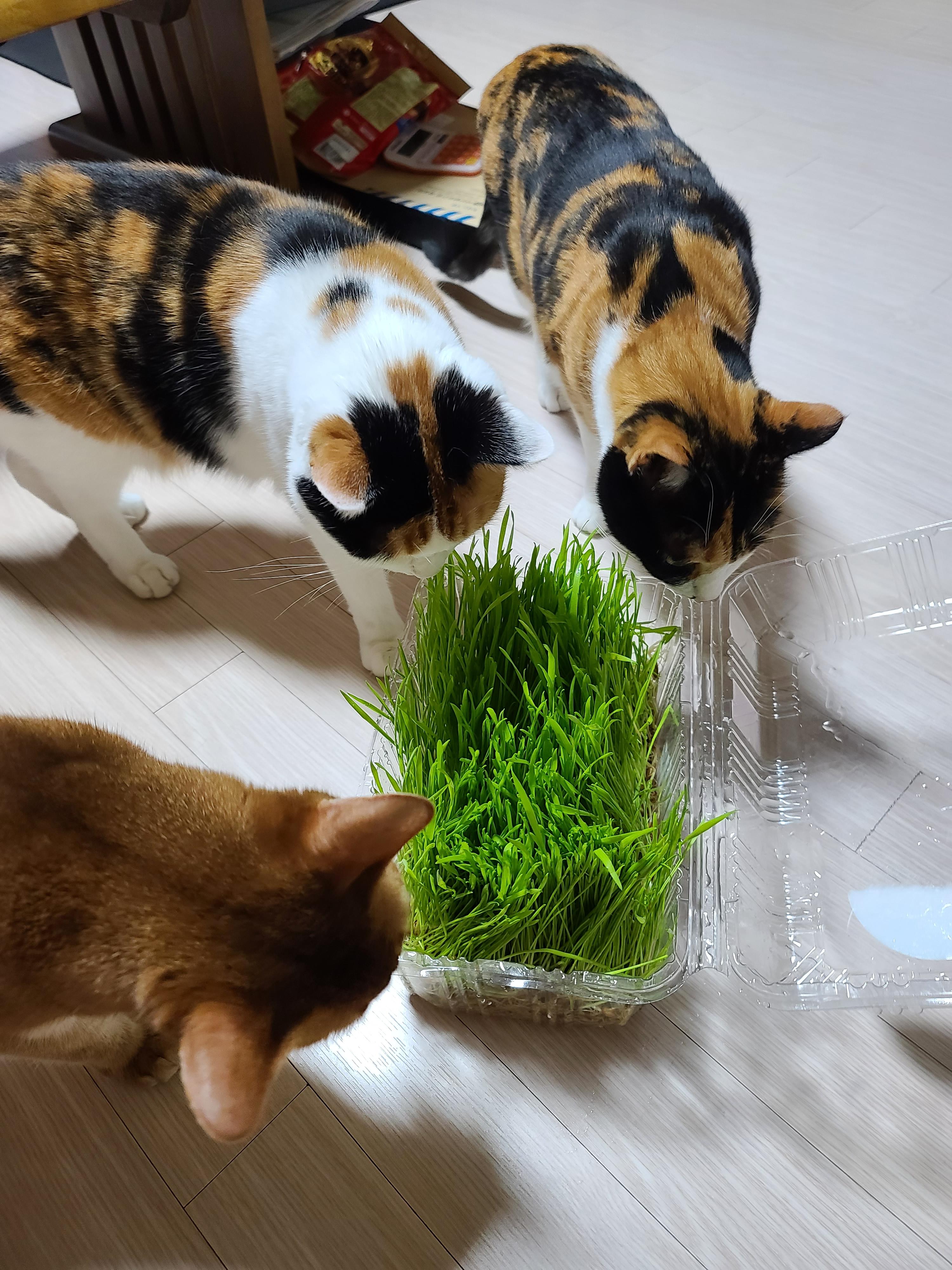 고양이 캣글라스 먹방 및 효능. 캣글라스를 대하는 아홉냥이들의 자세.