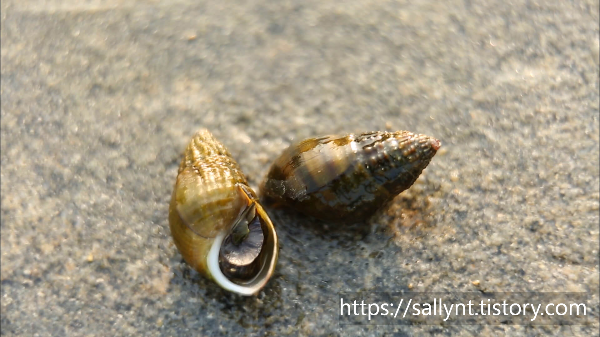 다슬기란 무엇인가요