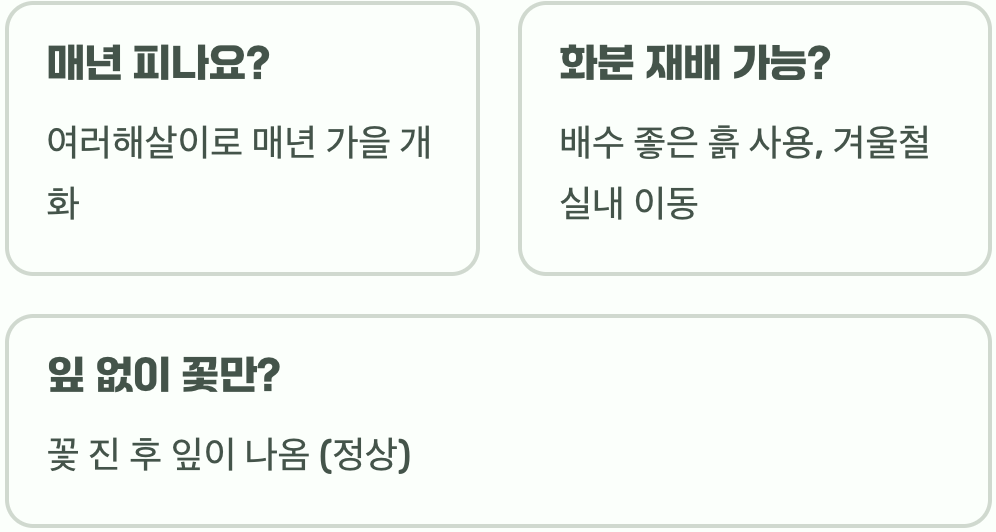 꽃무릇 키우기&amp;#44; 구근 심는 법부터 꽃 피우기까지 A to Z