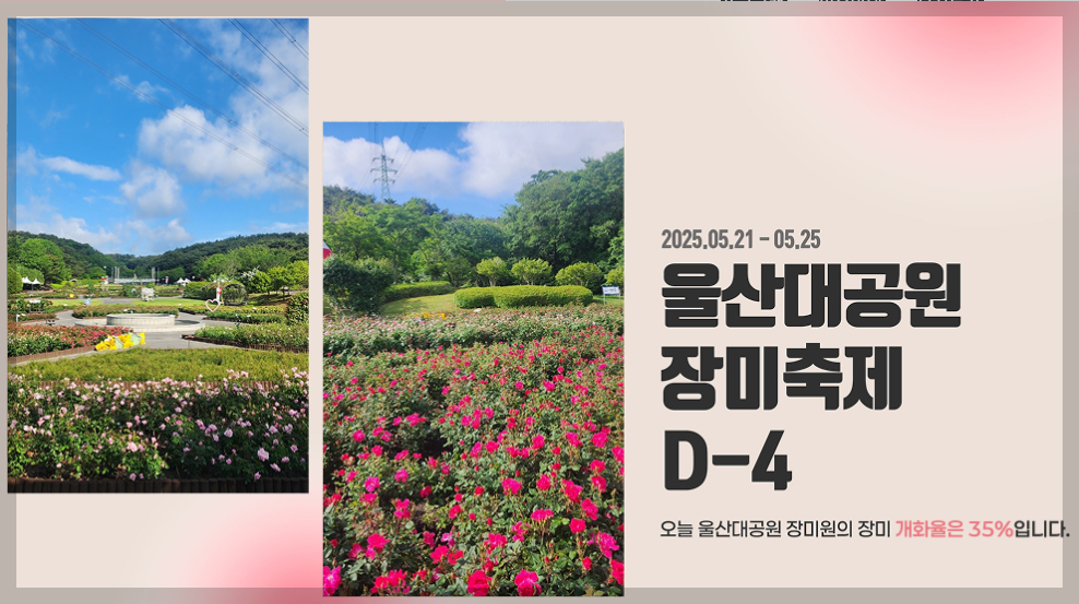 울산 장미축제 2025 일정, 가수 라인업