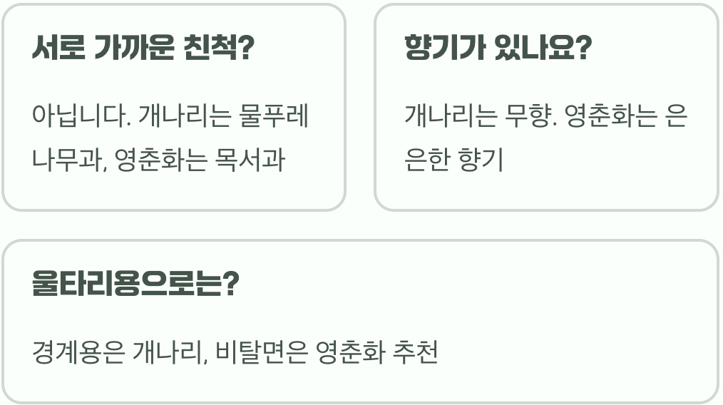 개나리인 줄 알았는데? 봄의 전령 영춘화, 개나리와의 결정적 차이 3가지