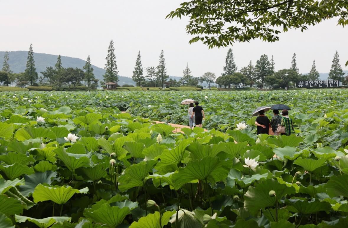 무안 연꽃축제