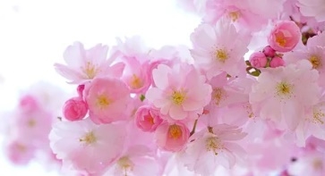 꽃 꿈해몽 67가지