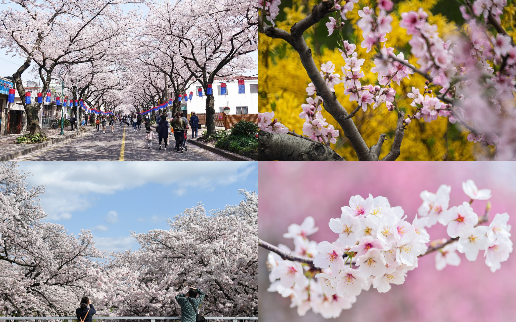 벚꽃 개화시기 2024