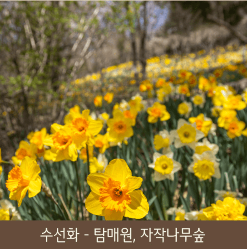 화담숲 화담채 모노레일 사전 예약&amp;#44; 할인받고 예매 하기