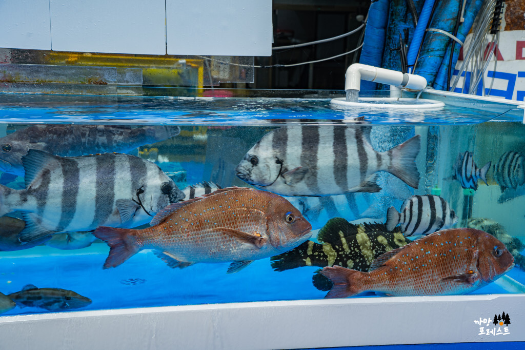 궁평항 수산물 시장