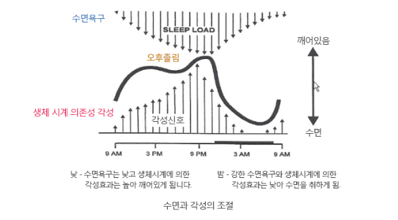 수면과 각성의 조절