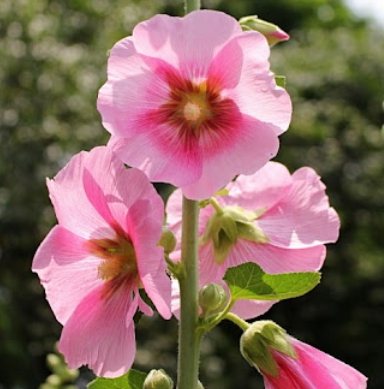 가을에 피는 꽃 종류 접시꽃