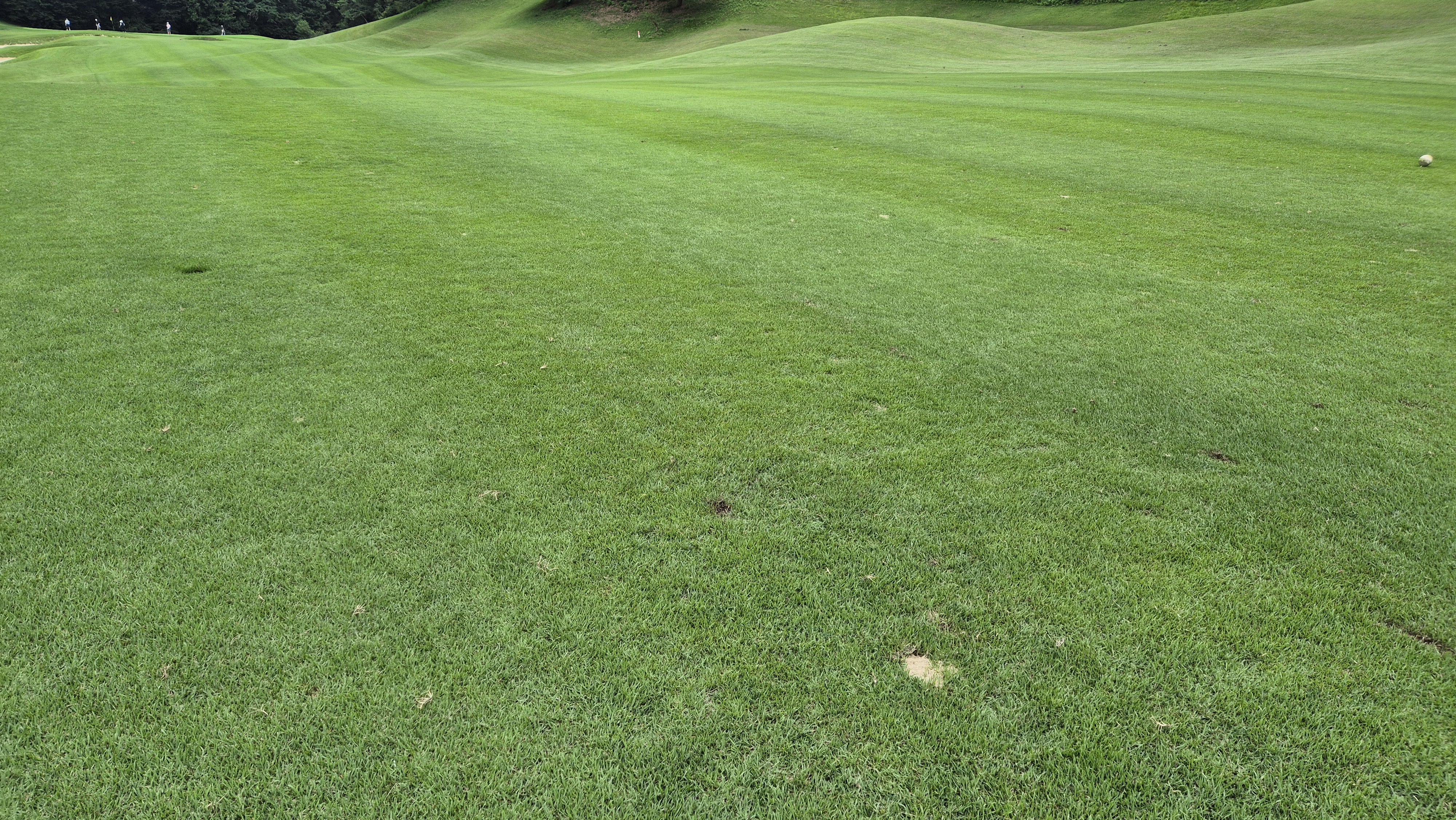 한림용인cc 다이아몬드-사파이어 코스 라운드 후기