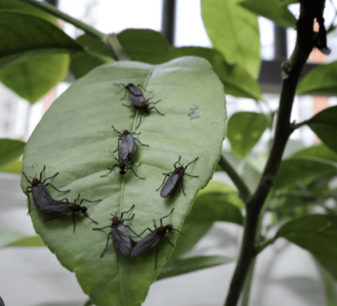 잎사귀 위에 떼로 모여 앉아 있는 러브버그 무리 사진