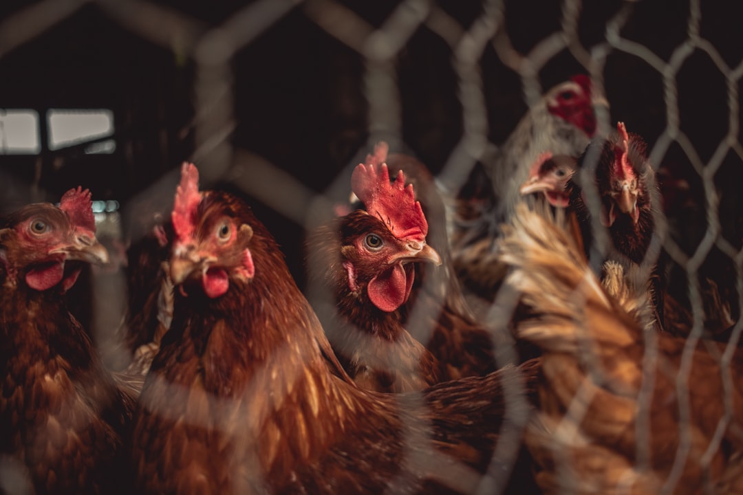 Livestock