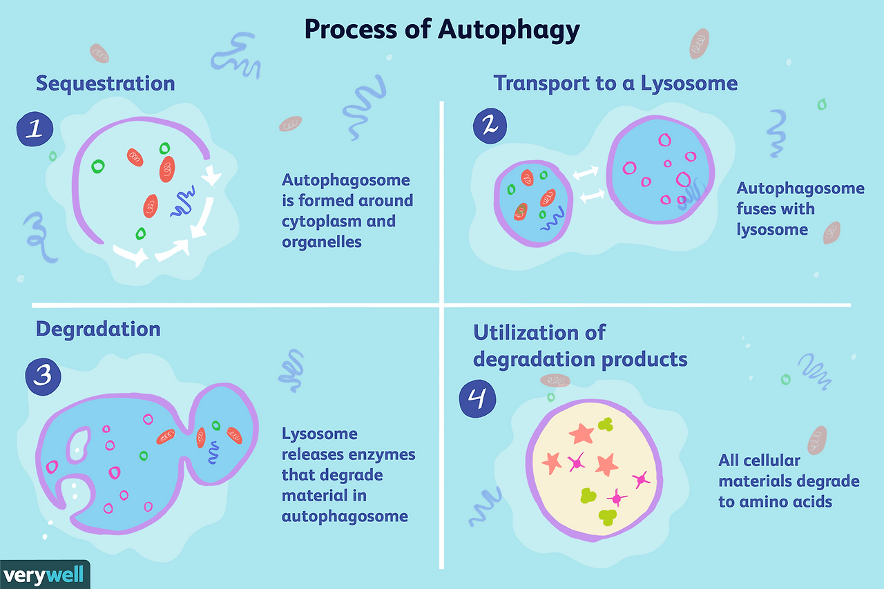 Process of Autophagy
