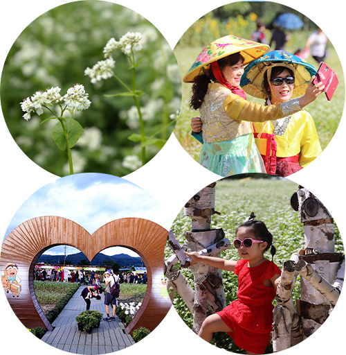 2024 봉평 메밀꽃 축제 평창 효석 문화제 