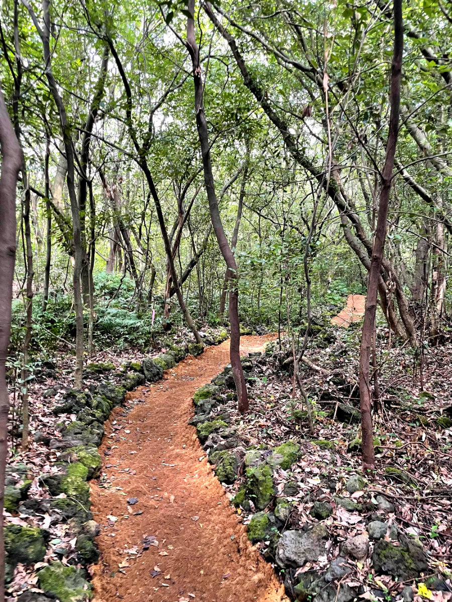 제주 곶자왈 도립공원 산책길