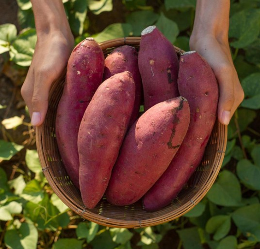 겨울에 먹으면 좋은 고구마
