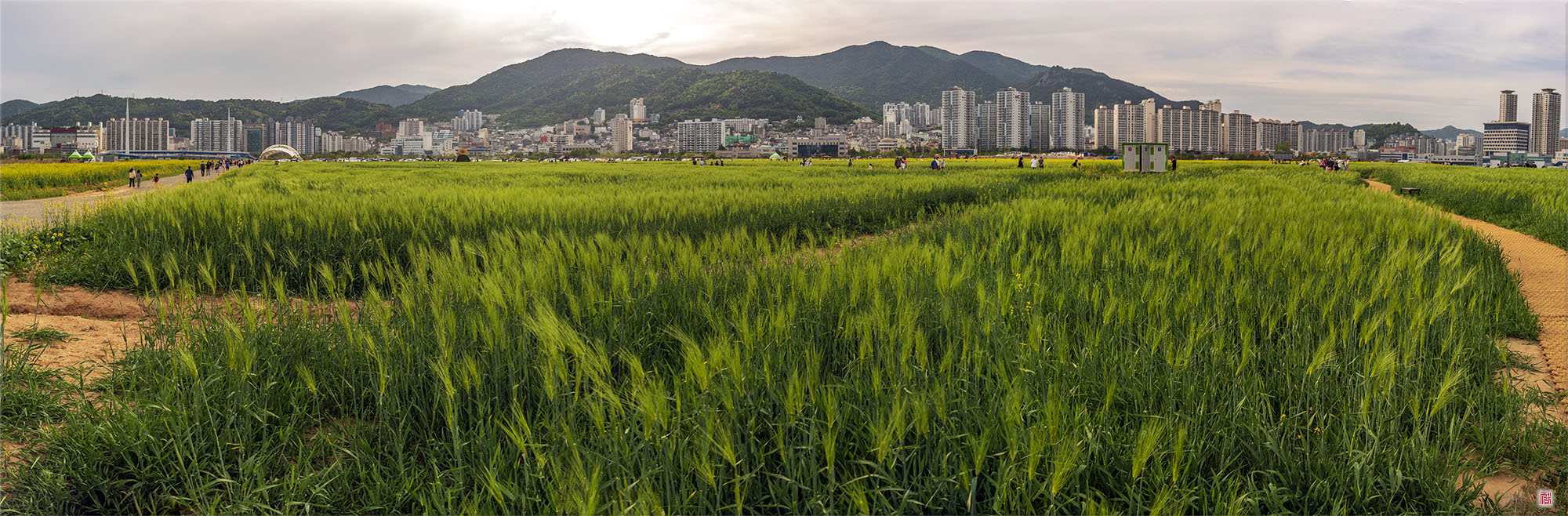 청보리, 유채밭
