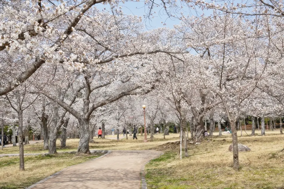 4월초 불국사 벚꽃 사진