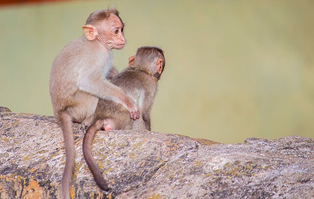 2024년 신년운세 원숭이띠 2월 떨어져도 다시올라가고~