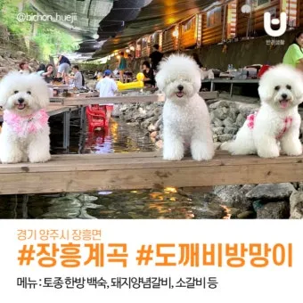 강아지 동반 애견 동반 여행 국내 베스트 10_11