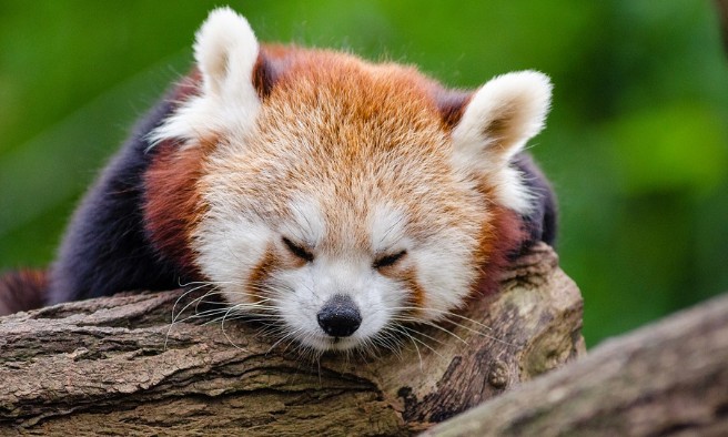 [건강기능식품의 효능] 피로의 원인, 피로회복 방법, 피로개선 피로회복에 좋은 음식 원료