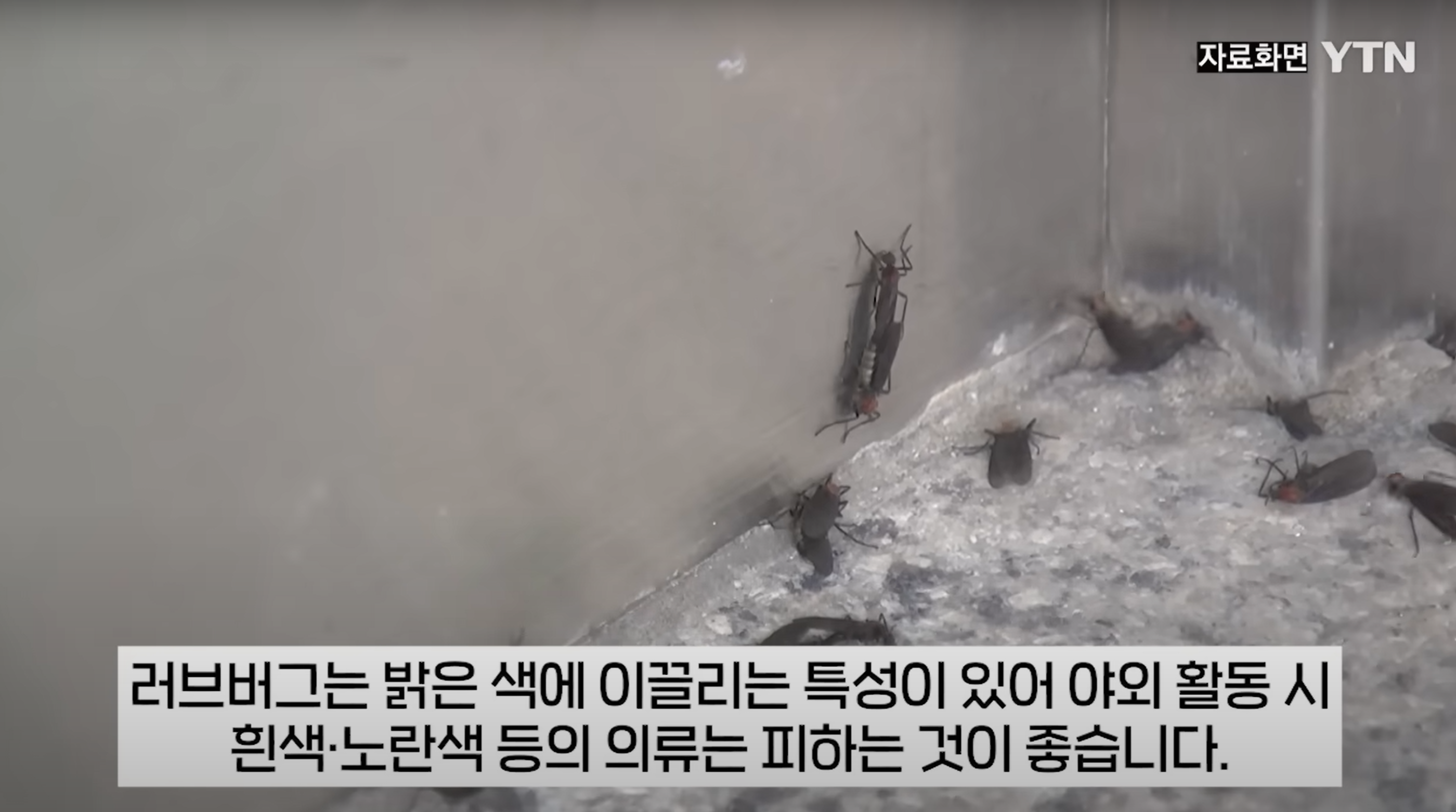 러브버그 퇴치법 총정리(출몰시기&amp;#44; 퇴치제&amp;#44; 수명)