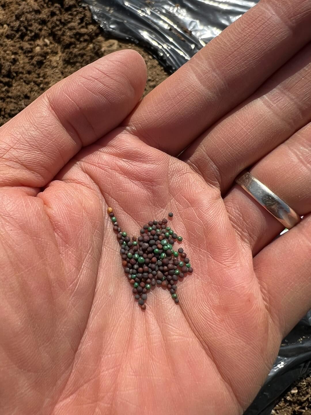 모둠 쌈채 씨앗