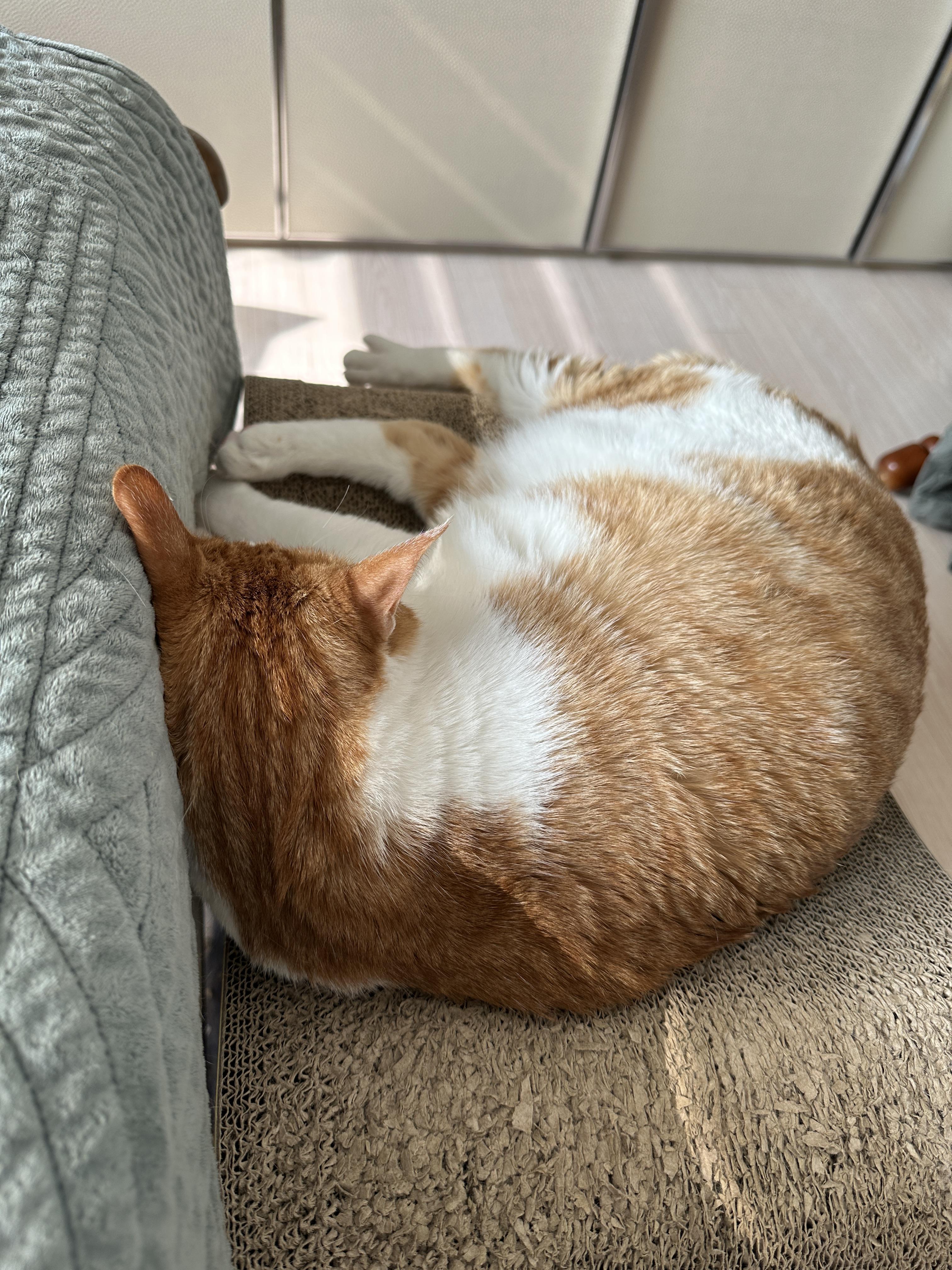 막둥이는 숙면중..자는 모습마저 사랑스러운 그동물