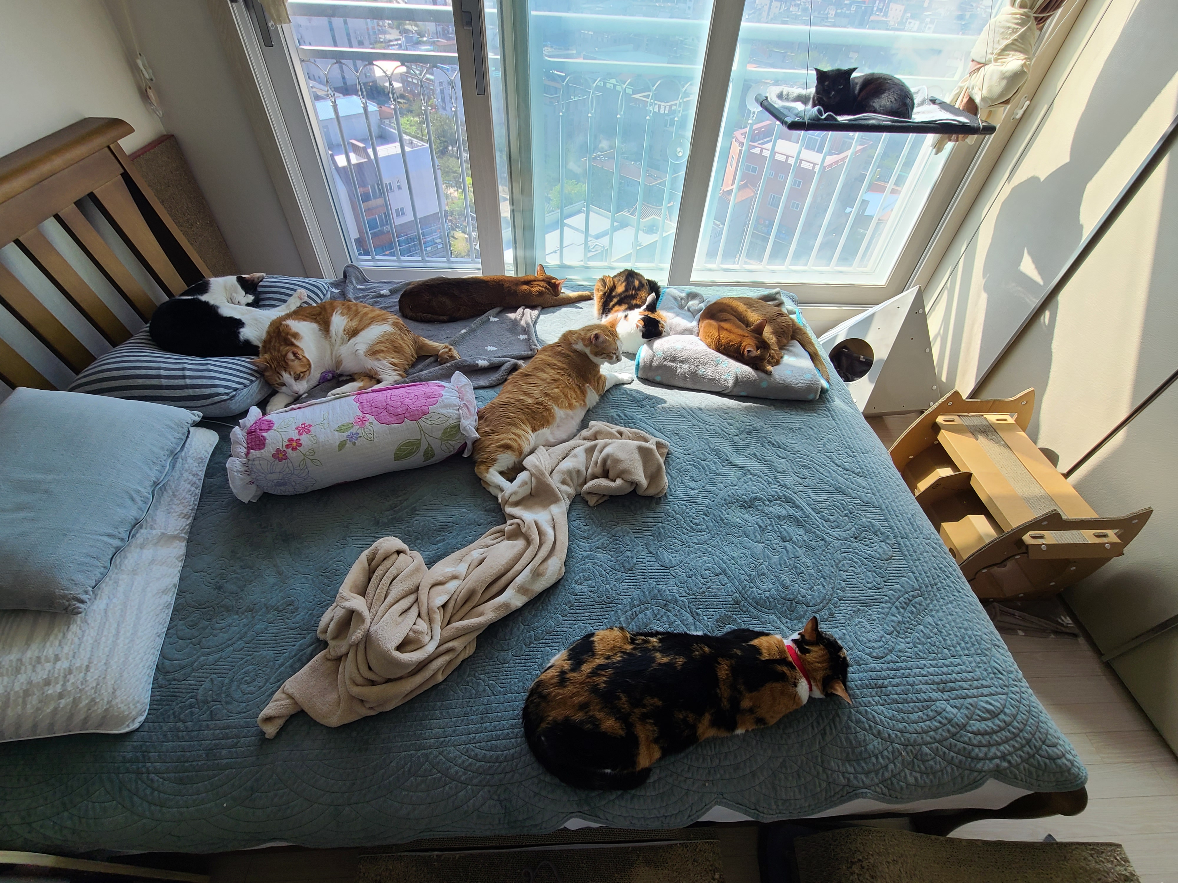 아홉마리 고양이들 사진 한장에 다 넣기. 성공! 다묘집사 소원성취!