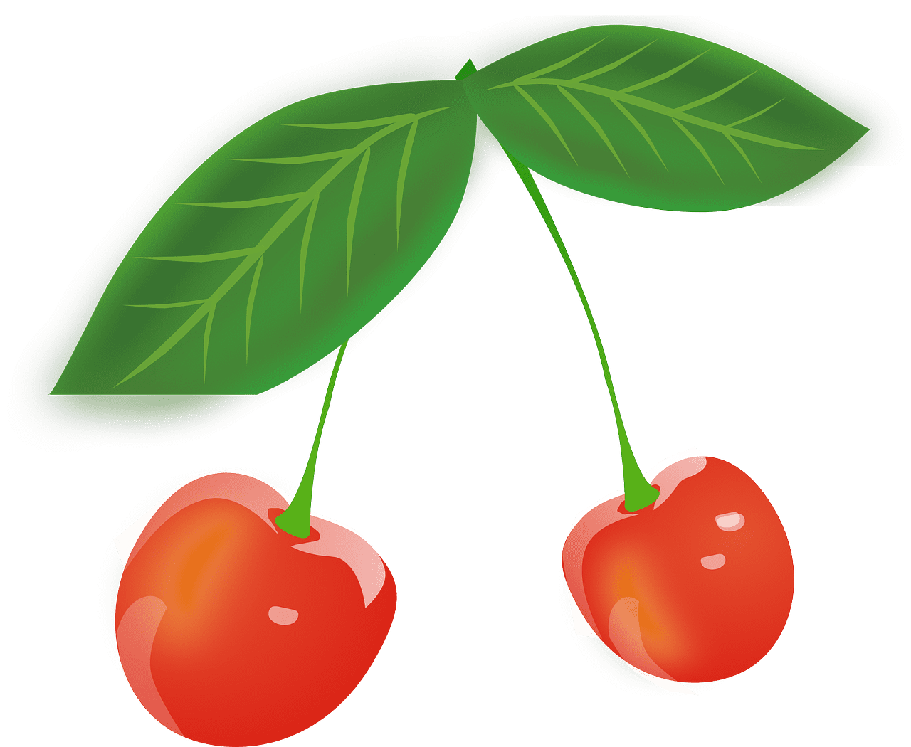 앵두청 만들기 효능 담그는법 황금레시피 보관 방법