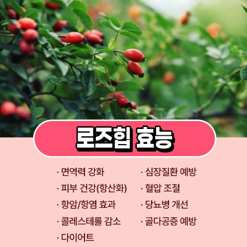로즈힙 퓨레 효능