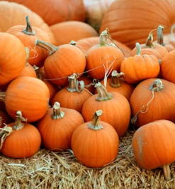 호박 효능과 부작용 고르는법 칼로리