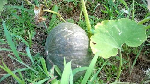 단호박-효능-효과