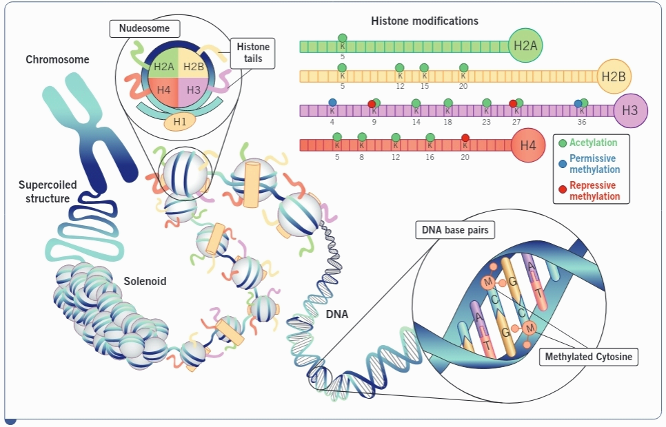 유전자의 구조 과련 사진