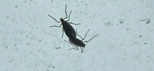 러브버그 정체와 퇴치법 총정리