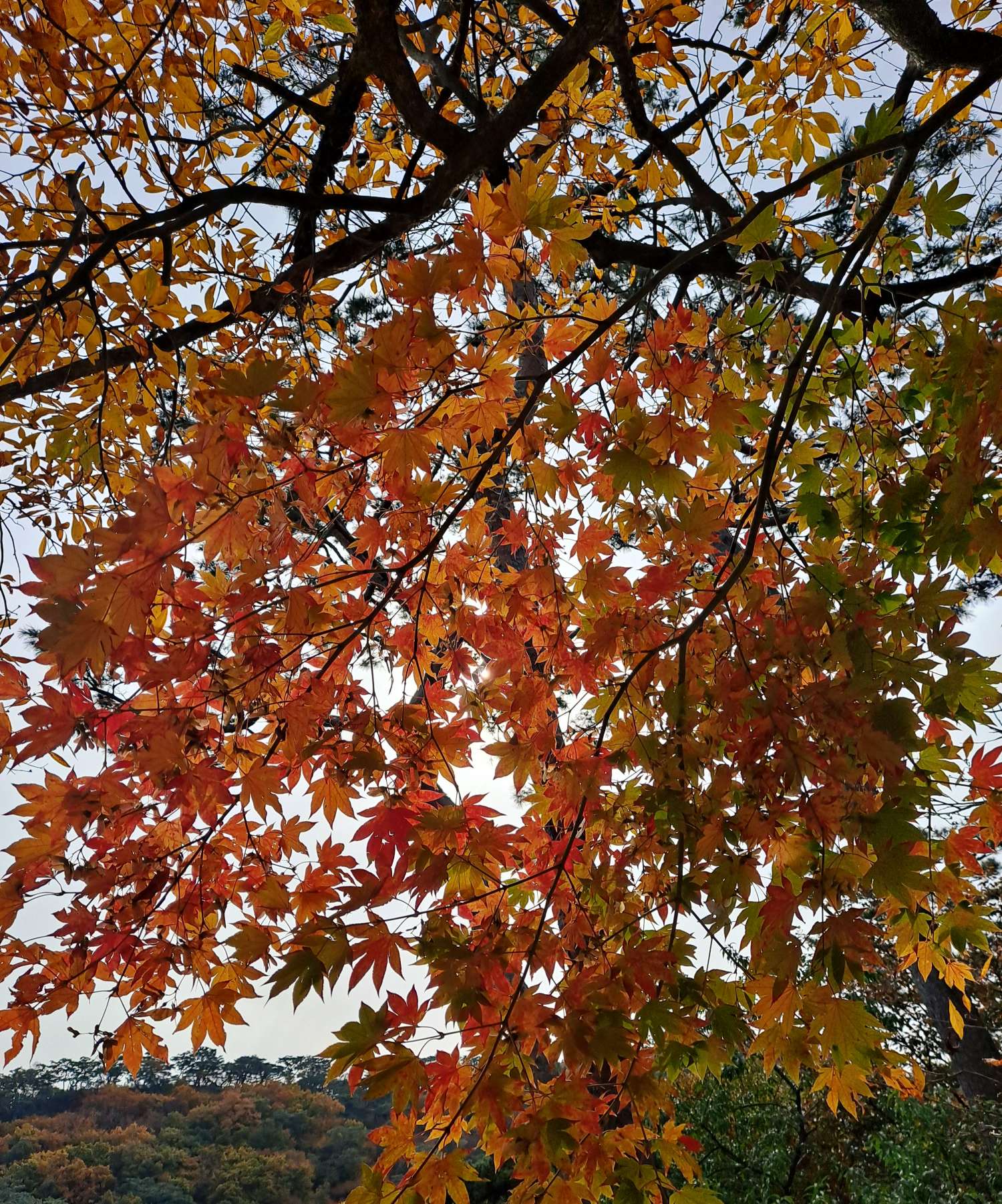 머리 위로 단풍잎