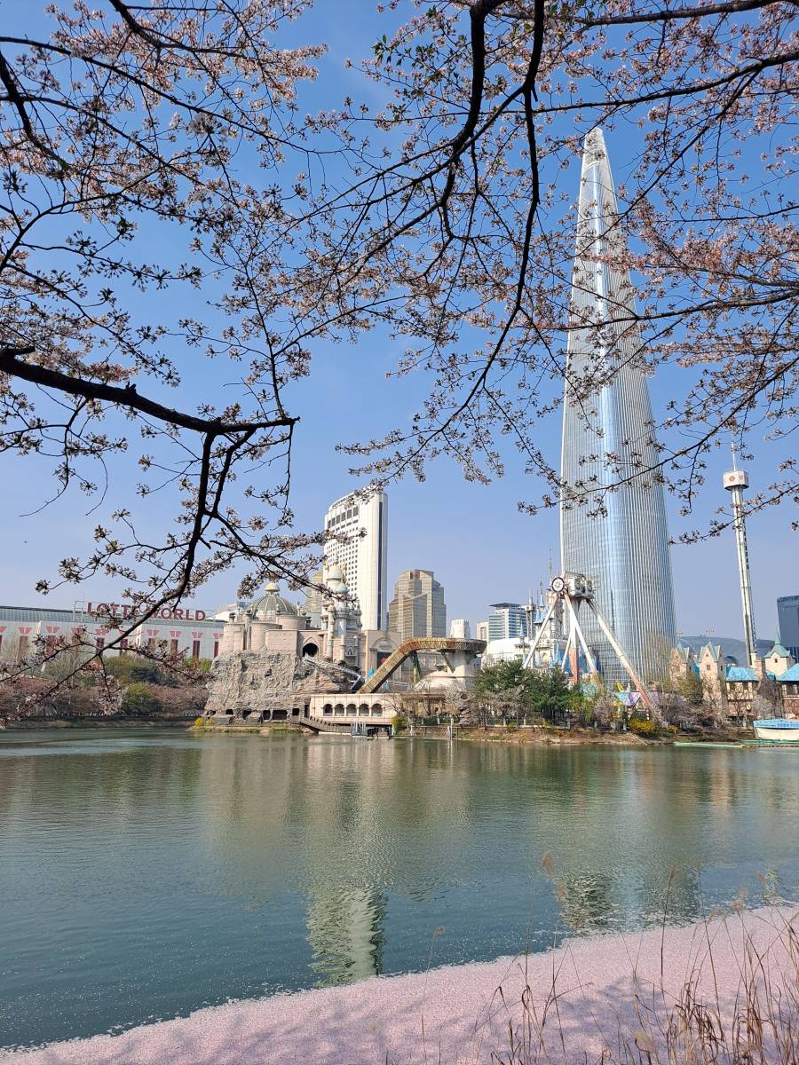 호수에 떨어진 벚꽃잎들