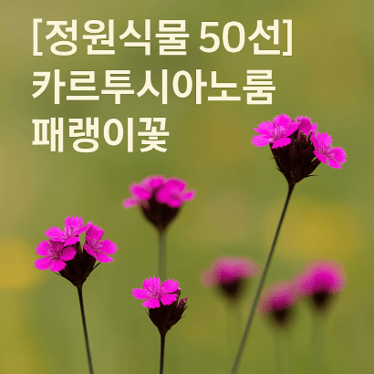 카르투시아노룸패랭이꽃 : 바람 따라 흔들리는 선형의 분홍빛 정원