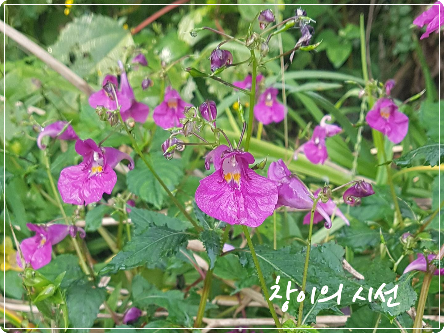 물봉선 물봉선화 물봉숭아 꽃말 야봉선화