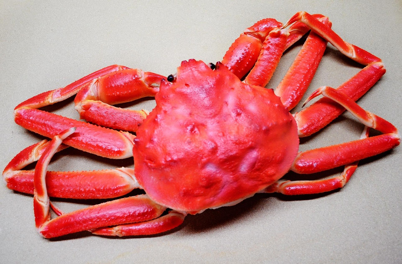 울진 대게 사진