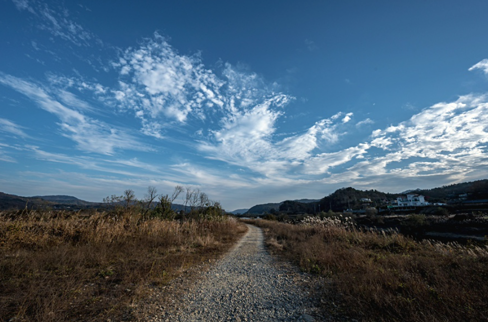 충주 비내섬에 무성히 자란 억새와 자갈길
