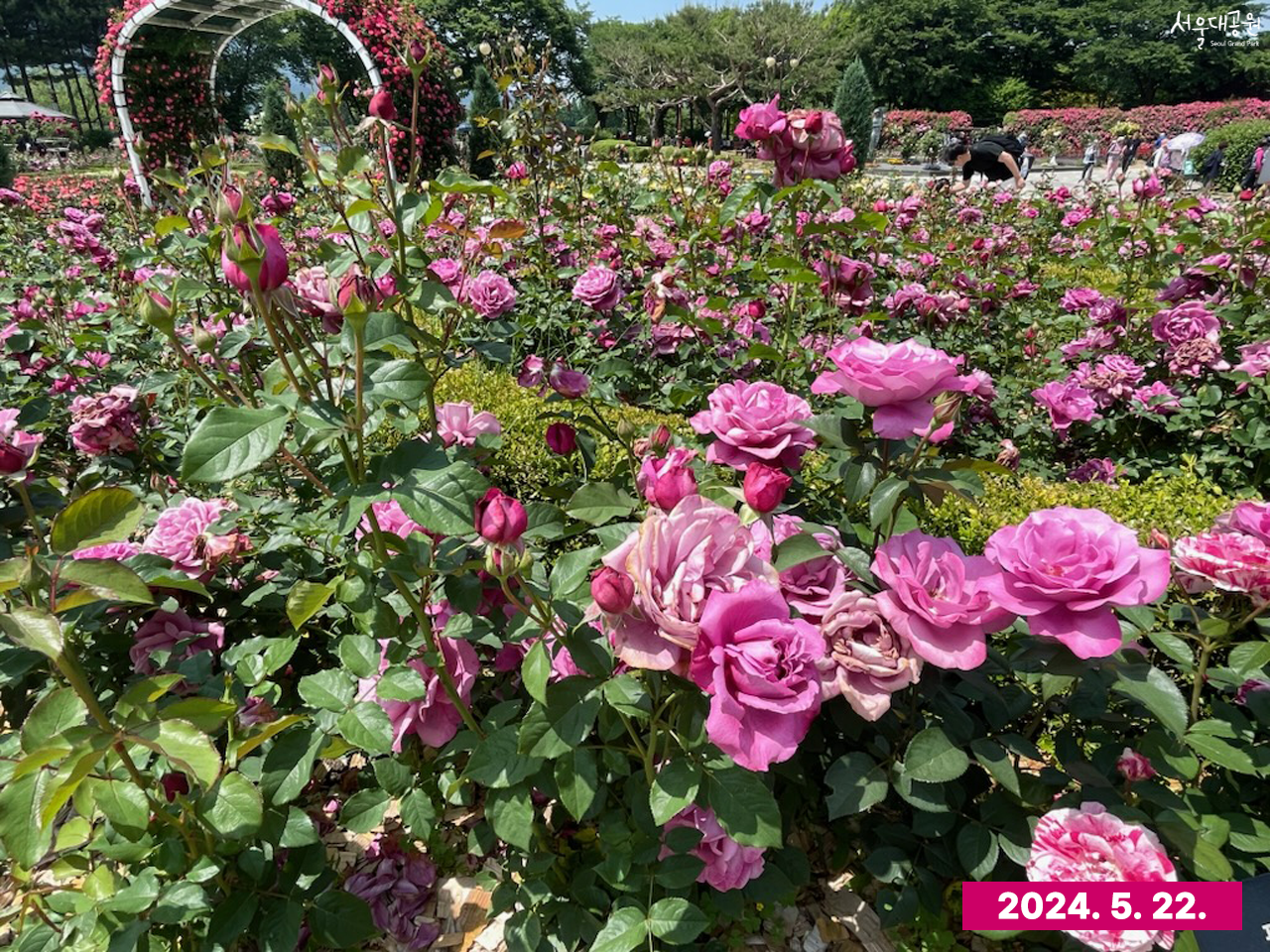 서울대공원 장미 개화현황 2