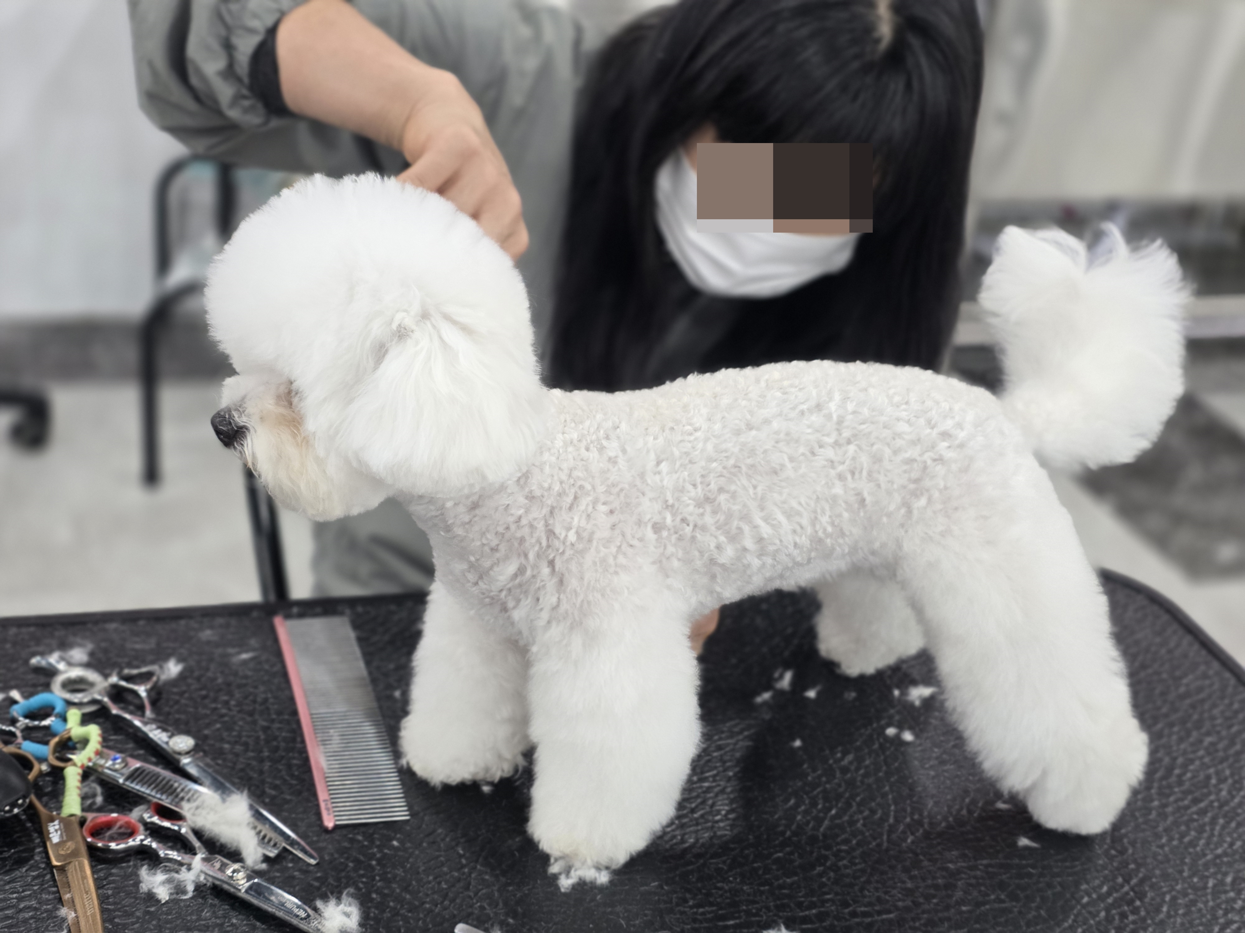 미금애견미용학원