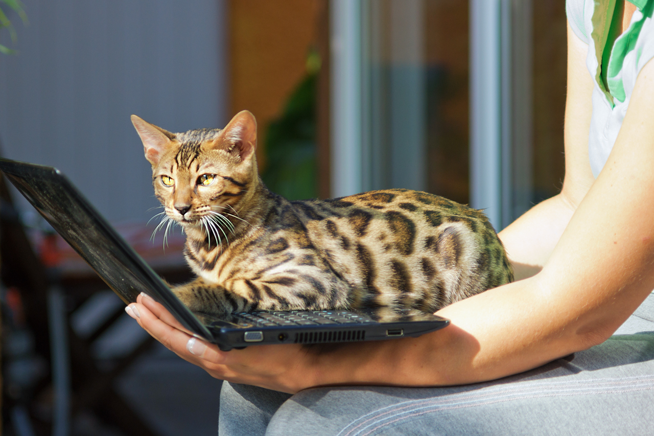 반려동물과 원격 소통 관련 사진