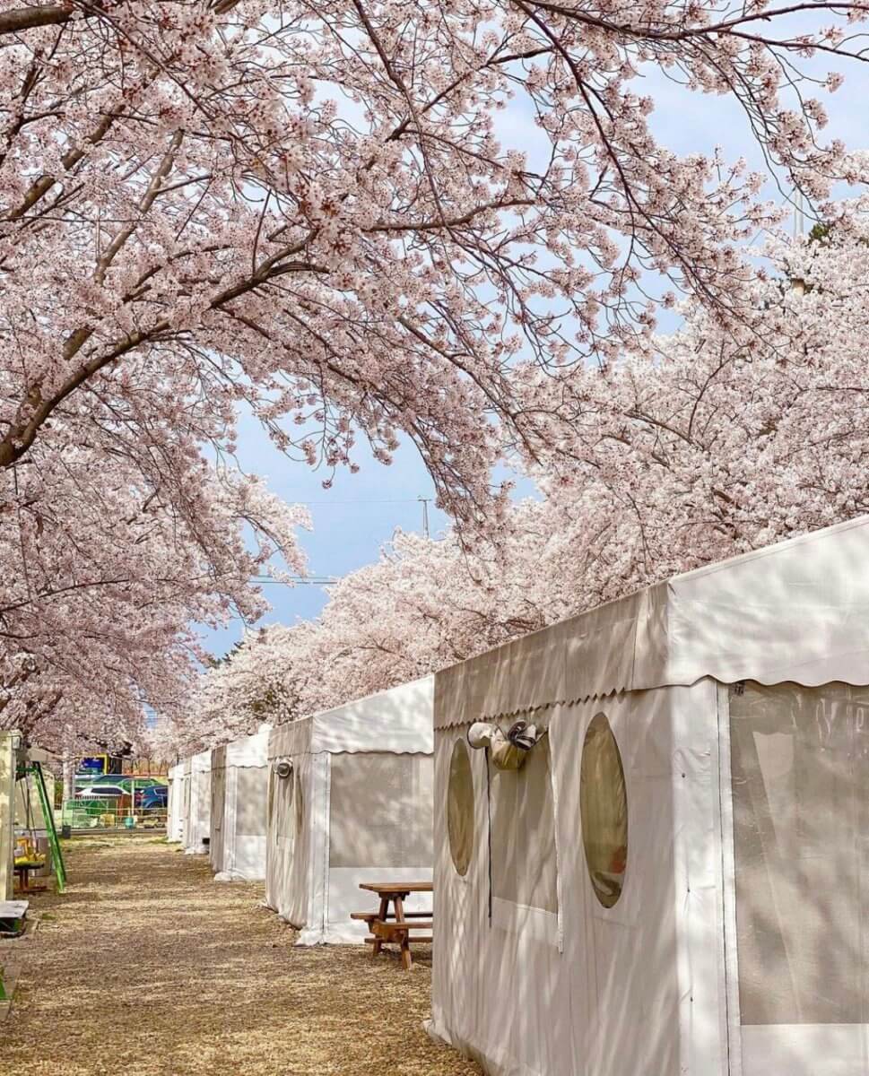 벚나무와 글램핑