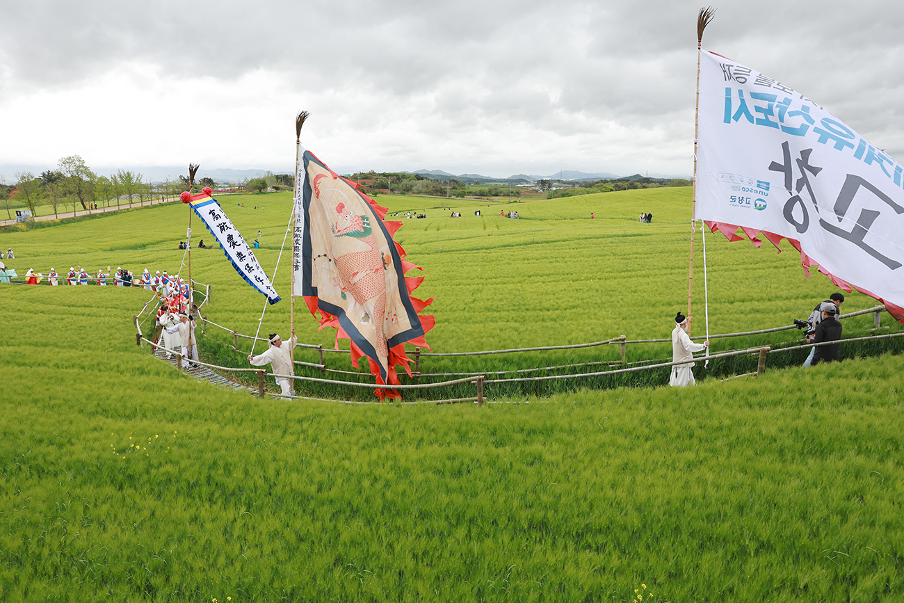[4월~5월 축제]2025 고창 청보리밭 축제❘ 폭싹 속았수다 유채꽃밭, 연인 유채꽃밭, 도깨비 메밀꽃밭 촬영지, 일정, 기간, 주차(4/5일 방문 후기)